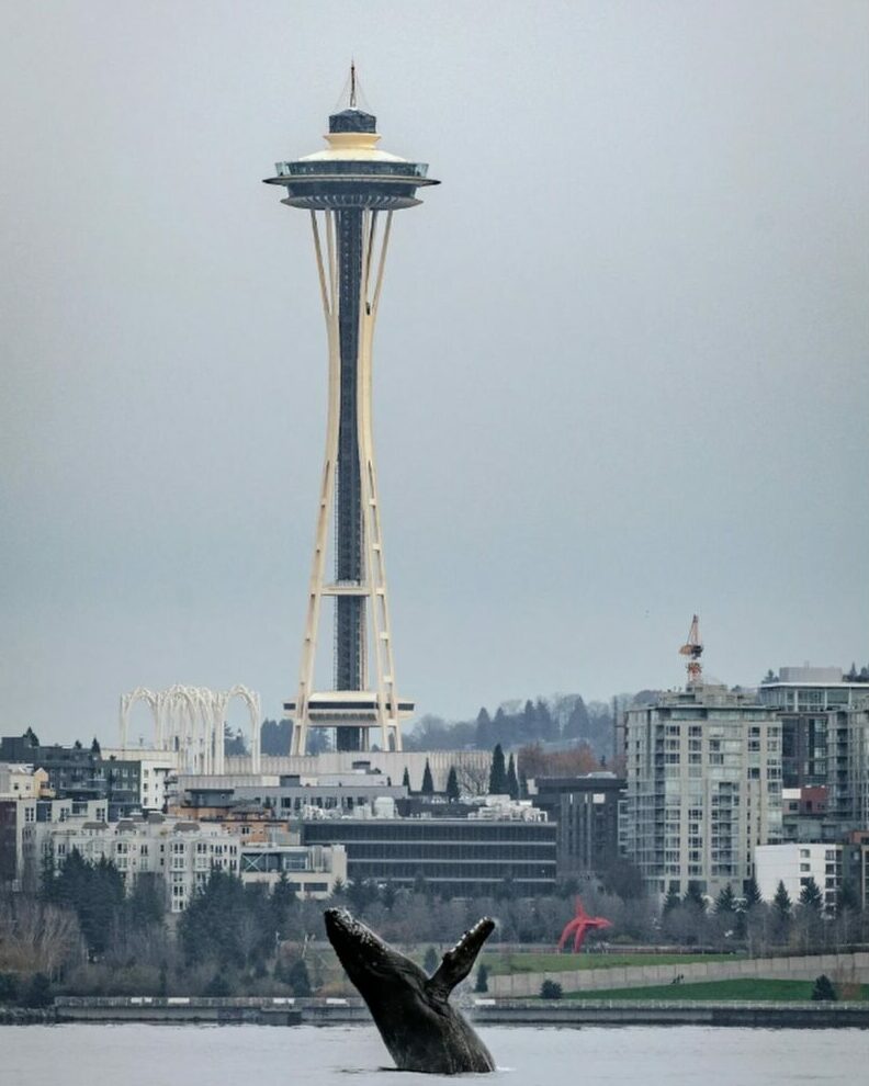 space needle, humpback whale, seattle, washington, breach, incredible photographs, PNW, puget sound
