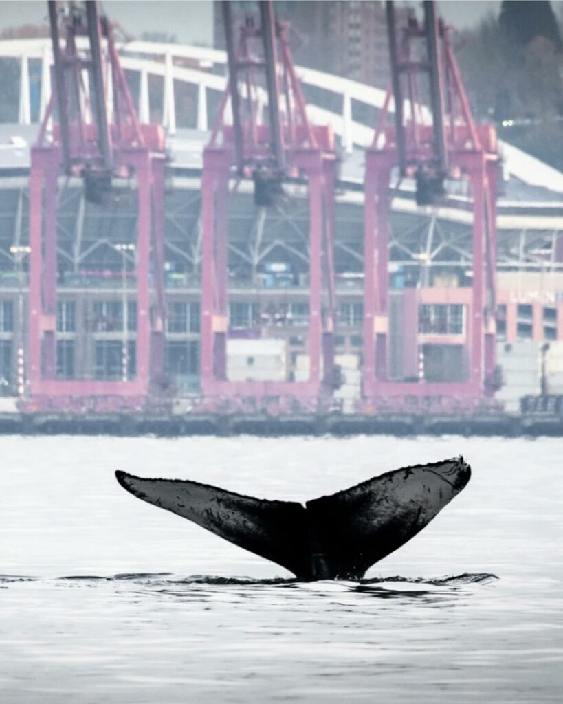 space needle, humpback whale, seattle, washington, breach, incredible photographs, PNW, puget sound