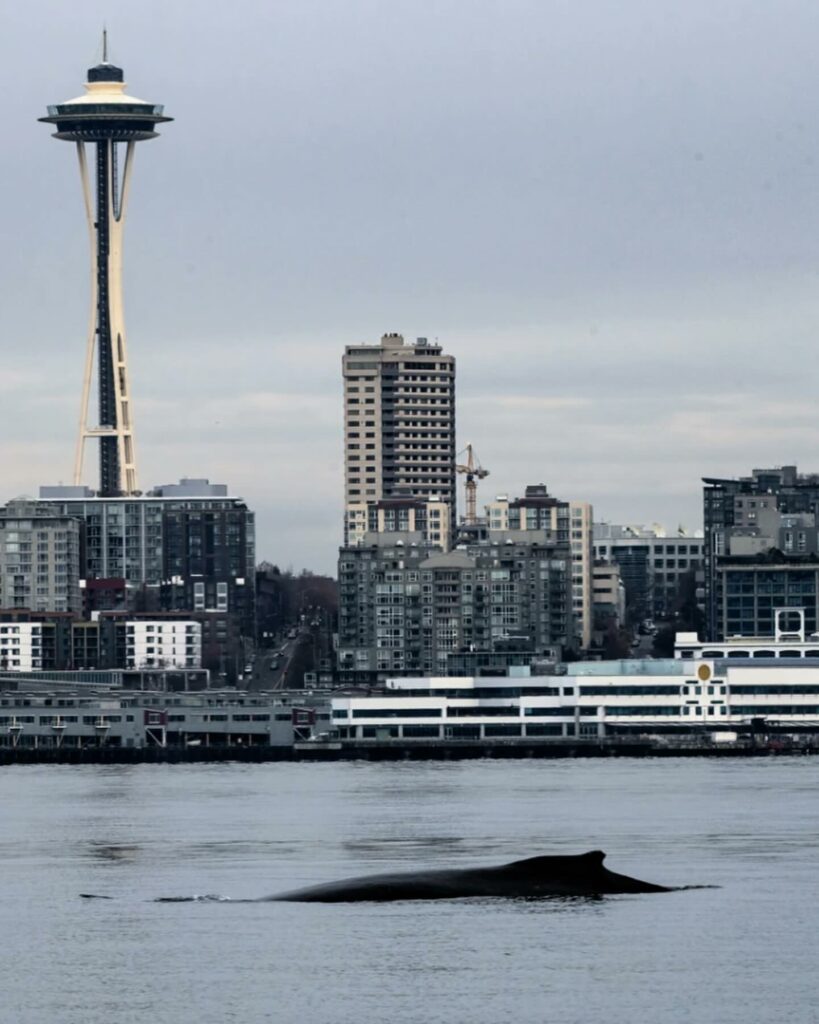 space needle, humpback whale, seattle, washington, breach, incredible photographs, PNW, puget sound