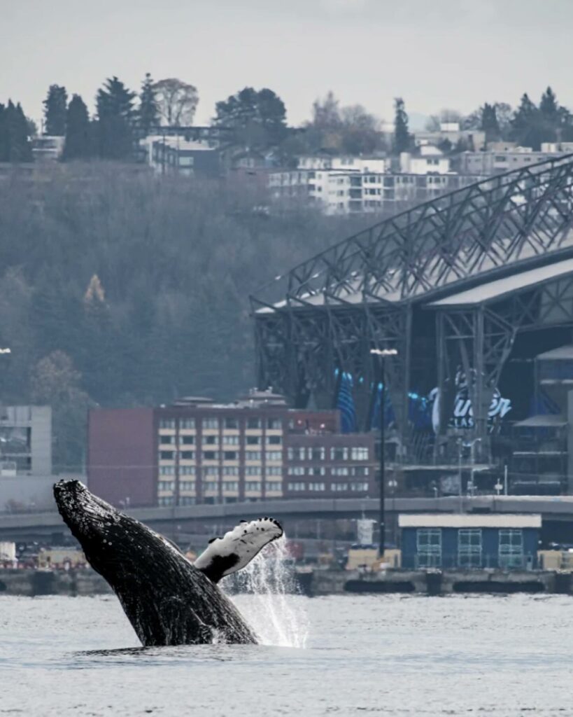 space needle, humpback whale, seattle, washington, breach, incredible photographs, PNW, puget sound