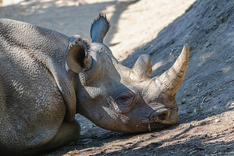 black rhino, new baby, oregon zoo, 2023, Jozi the rhinocerous, critically endangered, rhino calf, birth, new mom, Portland, Oregon