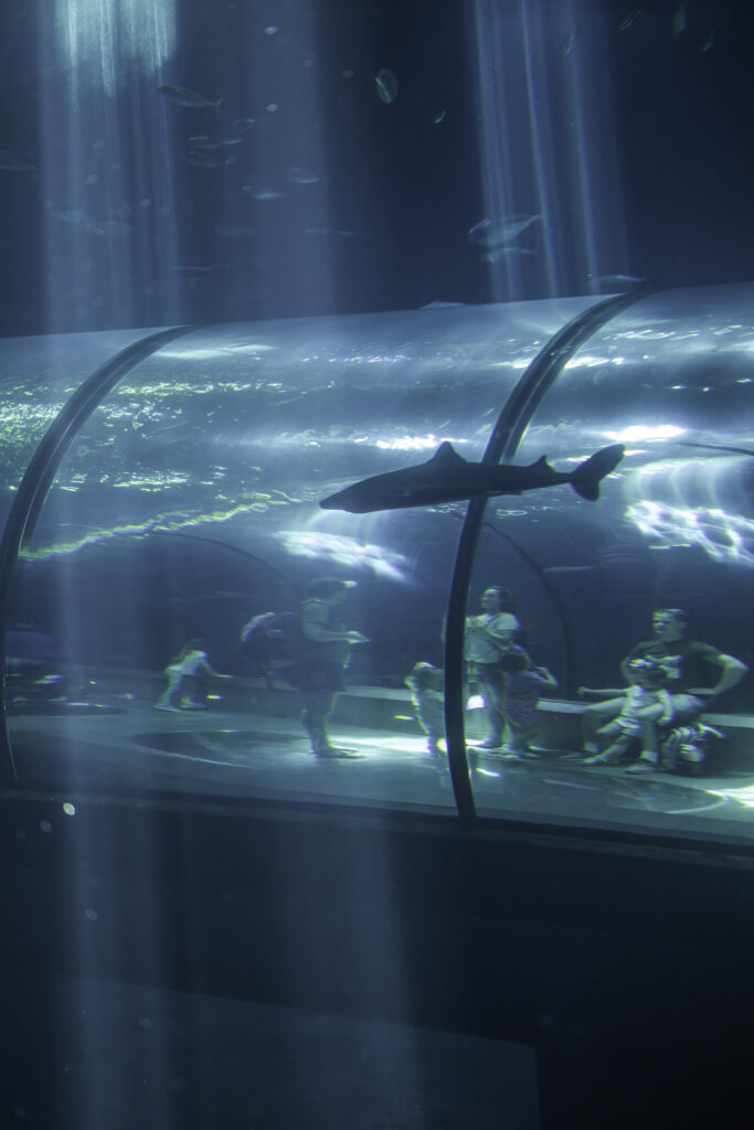 The Passages Of The Deep Exhibit at the Oregon Coast Aquarium. It's a tunnel made of glass underwater at the aquarium. There's a fish swimming past the glass.