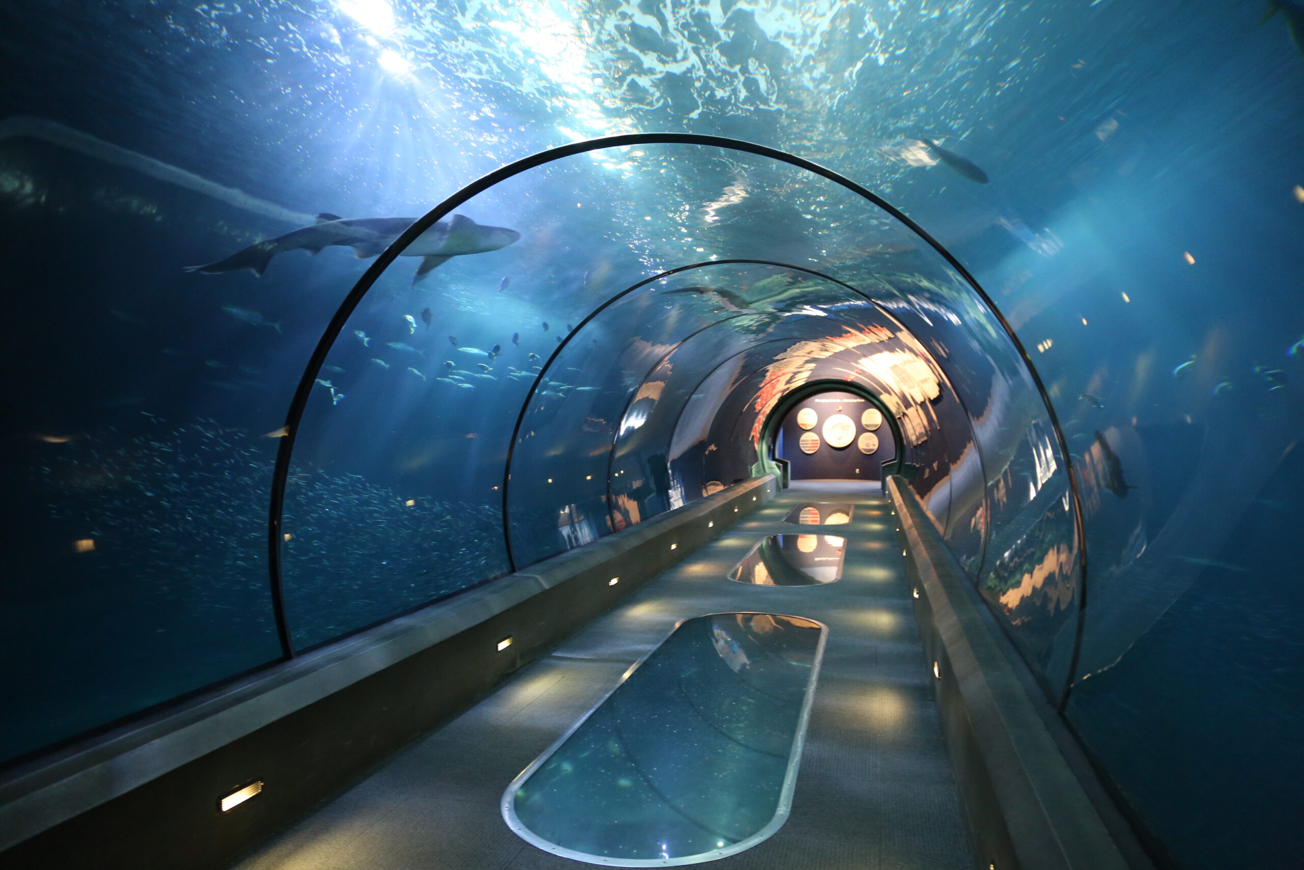 The Oregon Coast Aquarium Is Inviting You To Come Sleep With The Sharks