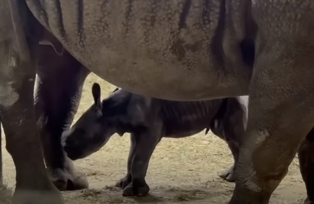 black rhino, new baby, oregon zoo, 2023, Jozi the rhinocerous, critically endangered, rhino calf, birth, new mom, Portland, Oregon
