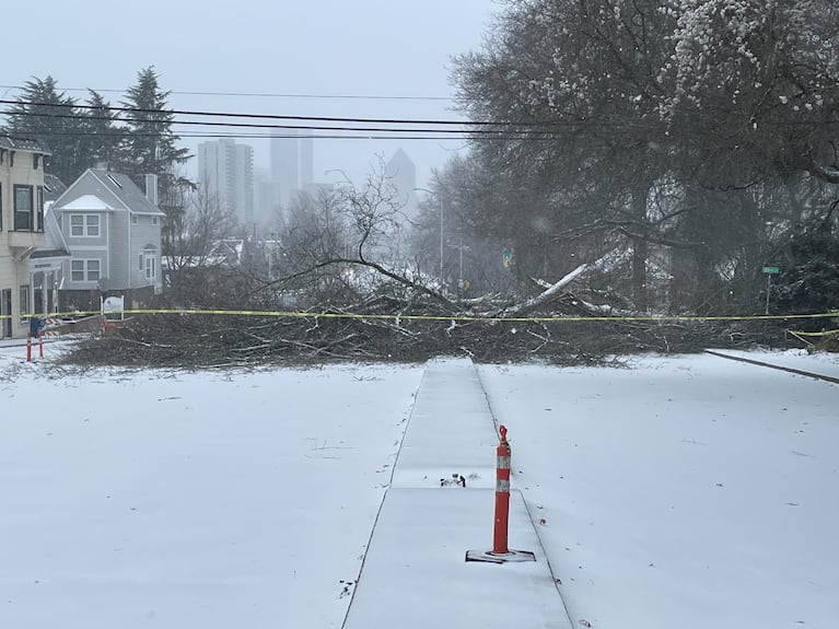 tree down portland