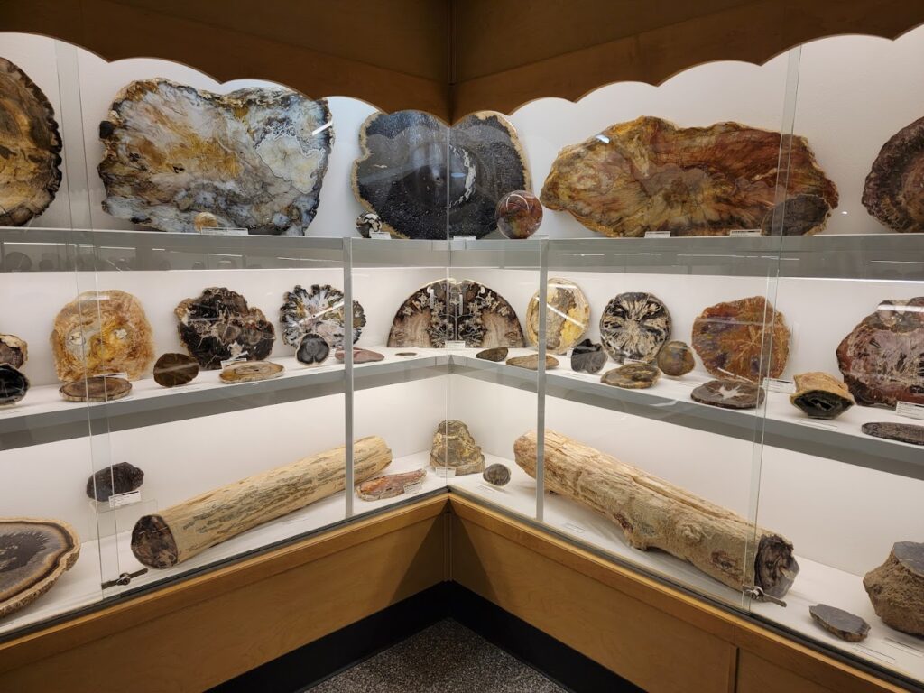 petrified wood
