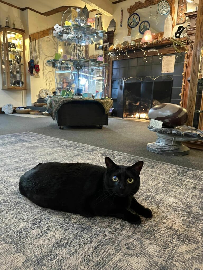 Daphne the cat