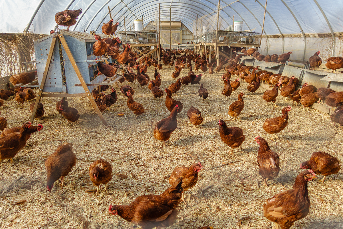 Red,Free-range,Chickens,In,Large,Chicken,Coop,Facility,On,Organic cage free chickens