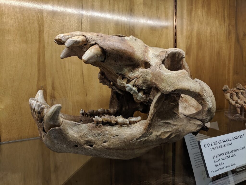 bear skull