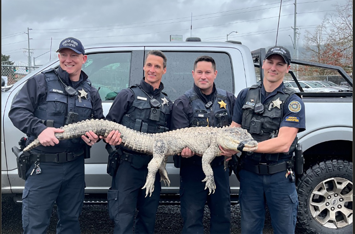 Alligator Oregon State Police Four Oregon State Police officers hold an alligator that is stretched out across their arms. The alligator has it's mouth taped shut with black tape.