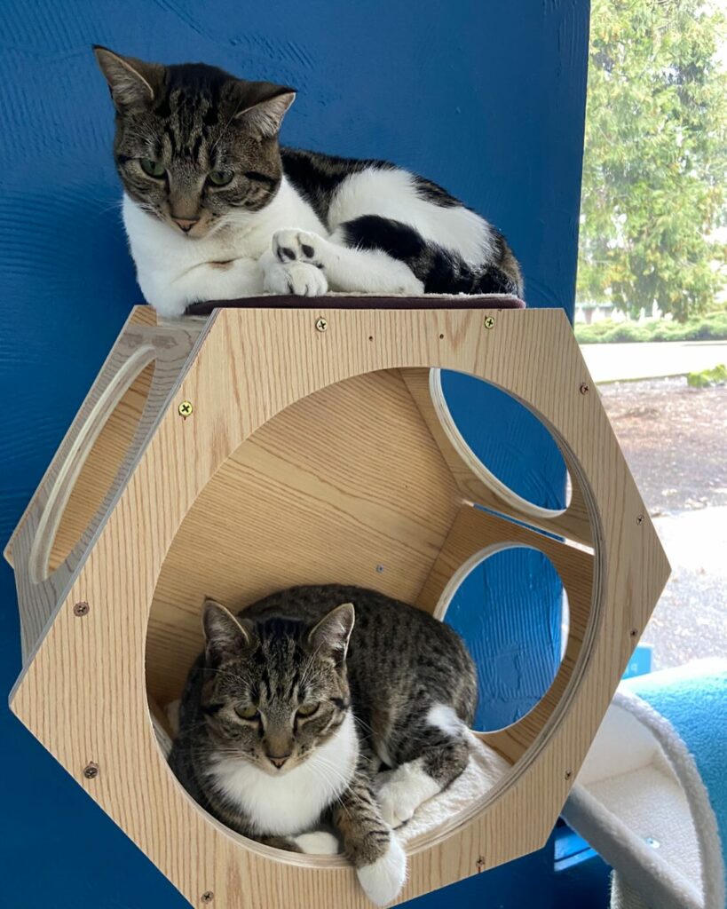 Mochi and Binx