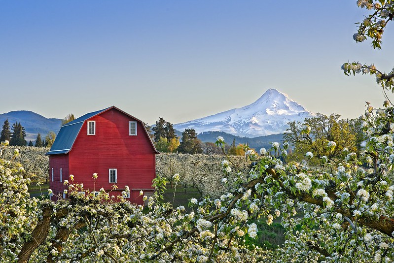 Mt. Hood as seen from south of Hood River in Fruit Valley. There's a bright red barn and fruit trees with white buds. It's a really pretty scene, best oregon towns, spring road trip, best towns to visit, 2024