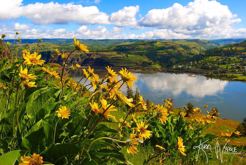 Yellow flowers on the trail overlooking the Columbia River.