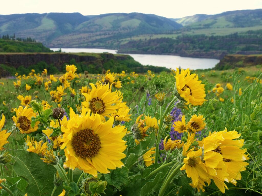 Rowena Plateau Trail in Oregon