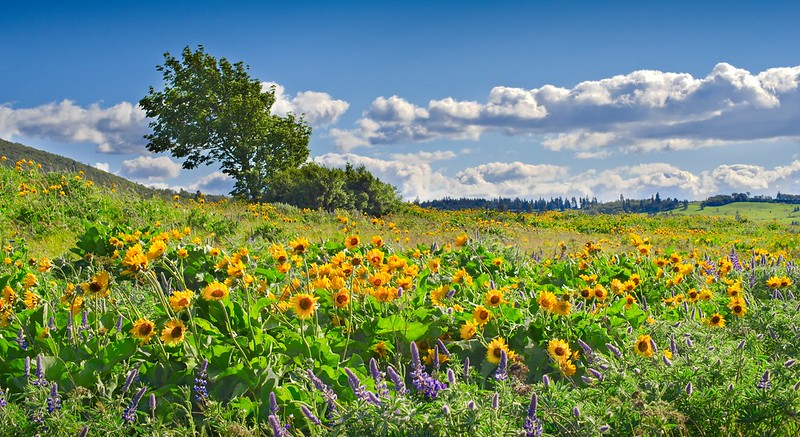 Colorful flowers in the meadow at Rowena Crest. hobbit house, airbnb, mosier oregon, tolkein, middle-earth, unique stays, columbia river gorge, cottage for rent, storybook rental, central oregon, PNW, pacific northwest, getaways