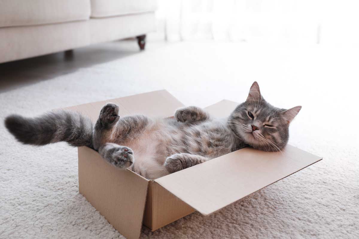 cat-in-a-box cat in a box