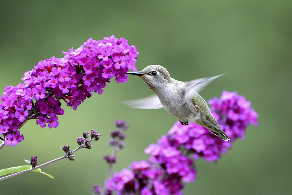 Uncover the Best Places in Oregon To See Hummingbirds: Top Spots & Species to Watch This Season