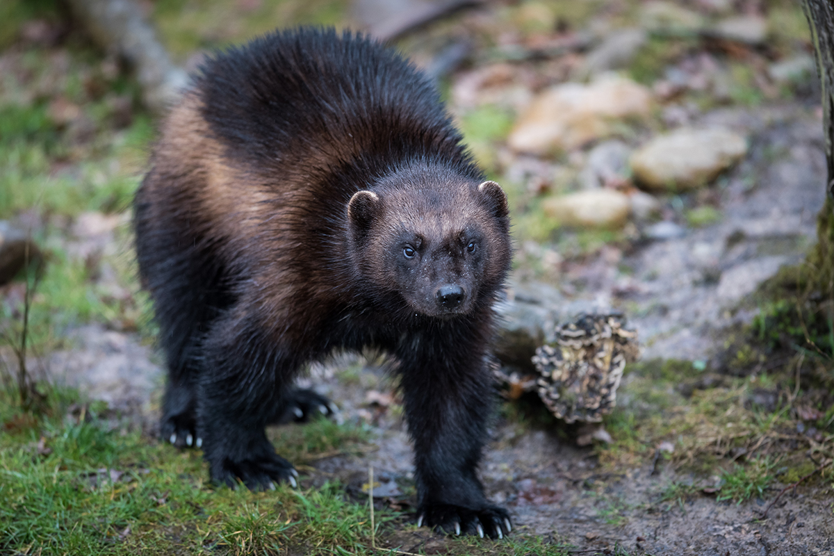 Wolverine’s Surprise Return Sparks Wonder in Oregon
