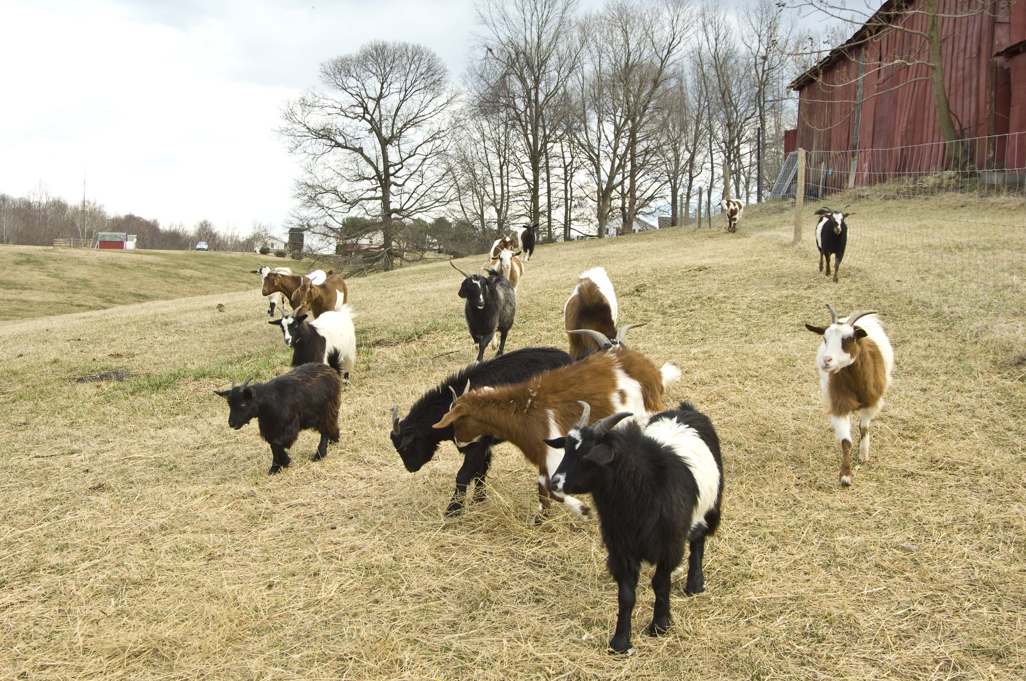 35327692215_01fb5a9cce_k goats on family farm