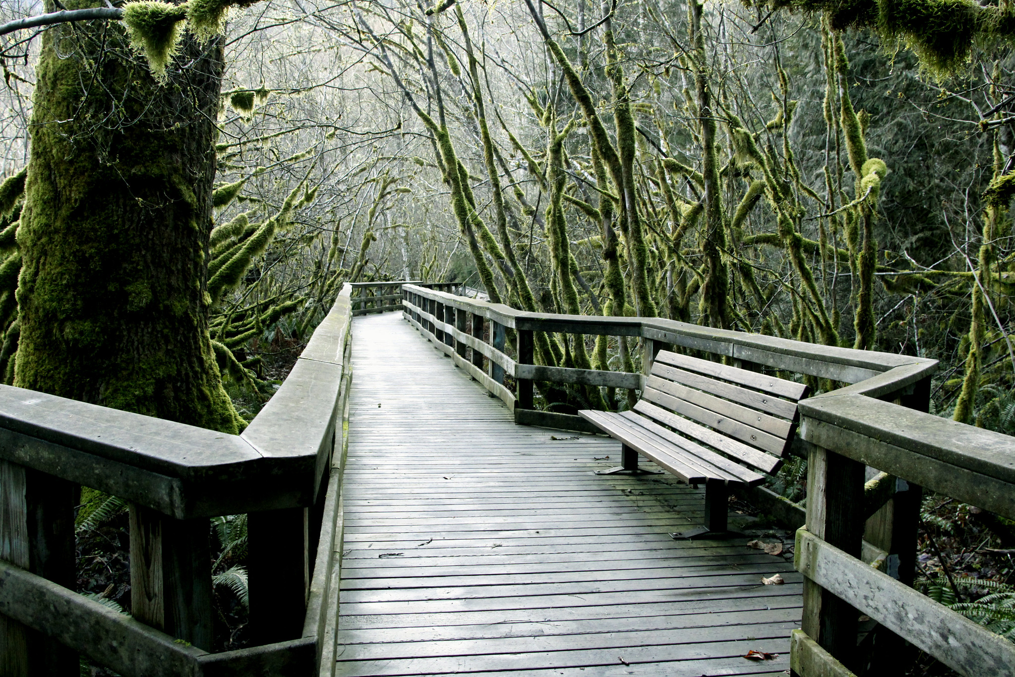 Wander Through Vibrant Wildflower Blooms on an Enchanting River Spring Trail in Oregon, Just Under 5 Miles Long