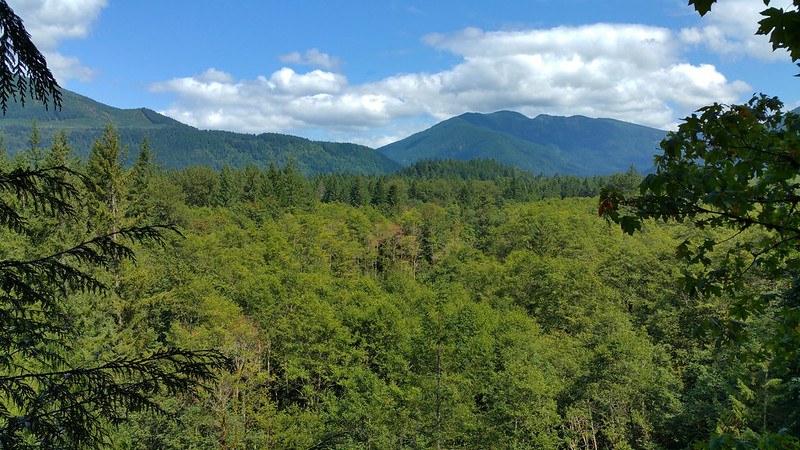 A view of the tree canopy at Wildwood Recreation Site.
