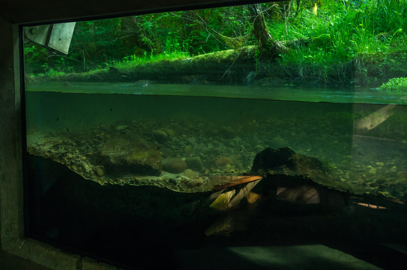 An underwater view of the Salmon River.