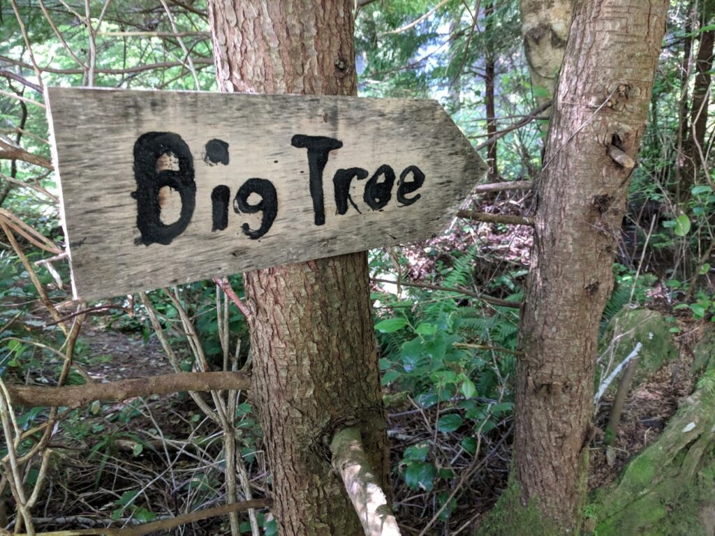 big tree