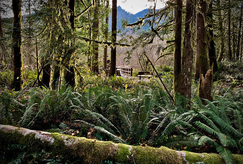 Dense vegetation in old growth forest at Wildwood Recreation Site.