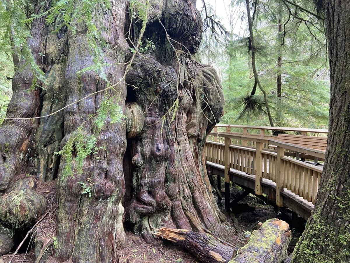This Easy Boardwalk Trail Leads to Towering Ancient Giants Just Off the Beach