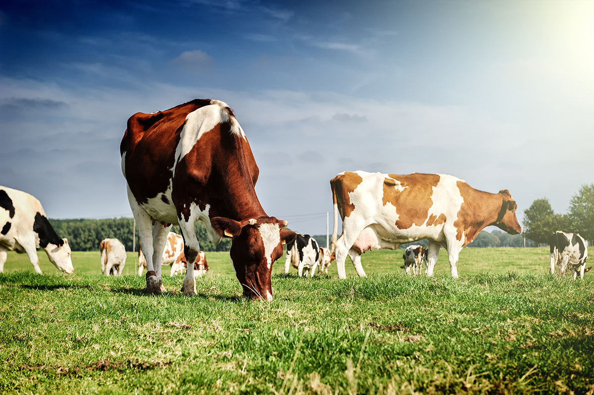 Herd,Of,Cows,At,Summer,Green,Field cows grazing in a field
