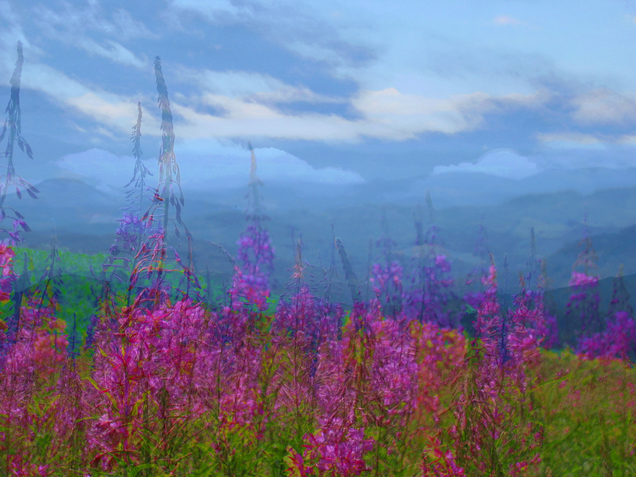 4419444330_0f273d765c_k Mary's Peak, Wildflowers in Oregon