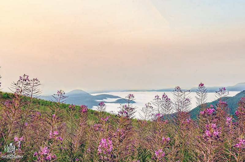 Pink wildflowers on Marys Peak with an ocean of low hanging clouds in the background.
