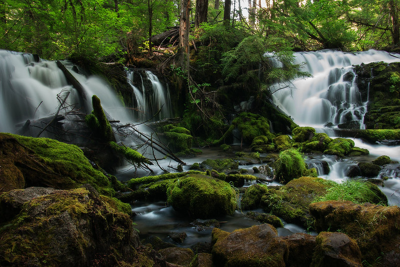 Pearsony Falls. The water flows down 12 feet on two sides of a spit of rock. There are green leafy trees above and moss covered boulders in the water.