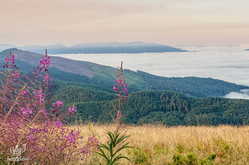 Pink wildflowers on Marys Peak with an ocean of low hanging clouds in the background.