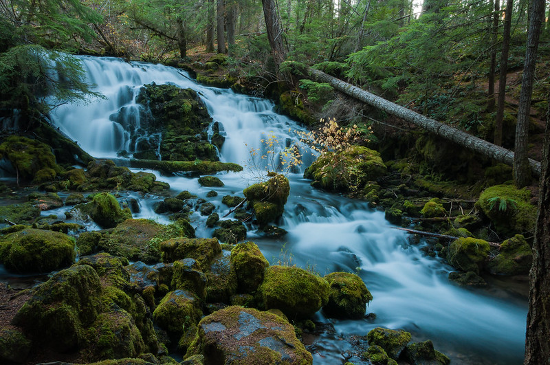 Pearsony Falls. The water flows down 12 feet on two sides of a spit of rock. There are green leafy trees above and moss covered boulders in the water.
