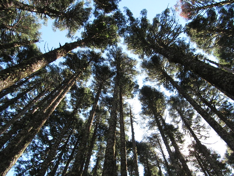 Towering trees on a trail up Marys Peak.