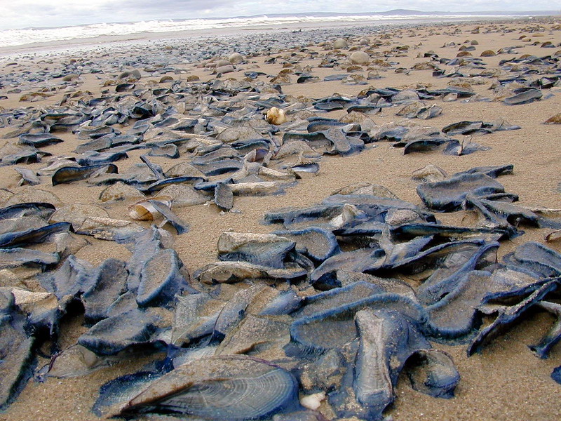 dried up velellas
