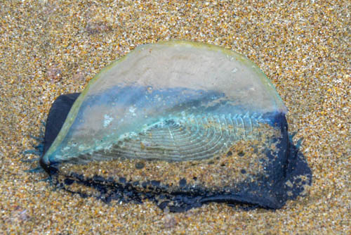 single velella