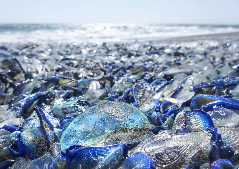 Small, Jellyfish-like Sea Creatures Crowding Onto Oregon Beaches