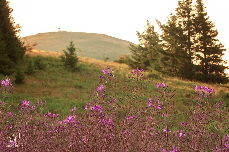 Wildflowers at Marys Peak.