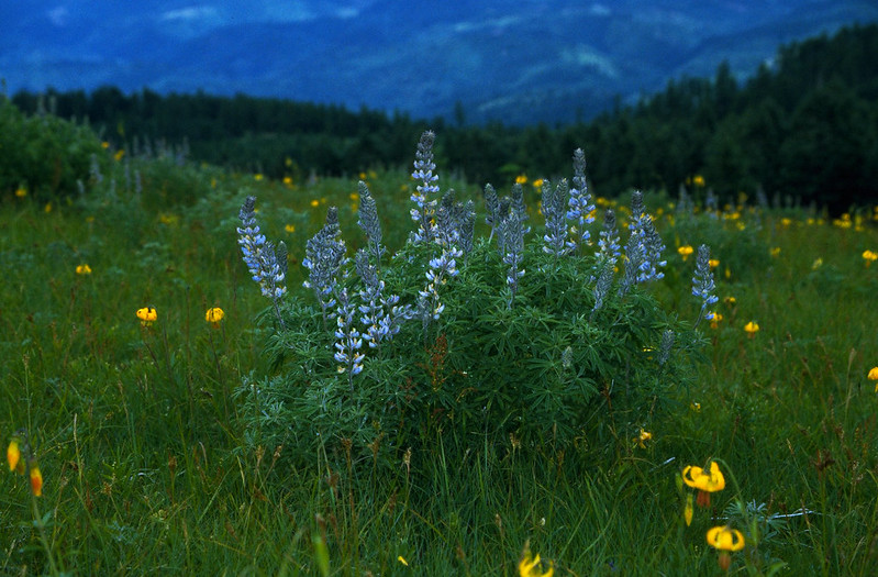Blue wildflowers on Marys Peak.