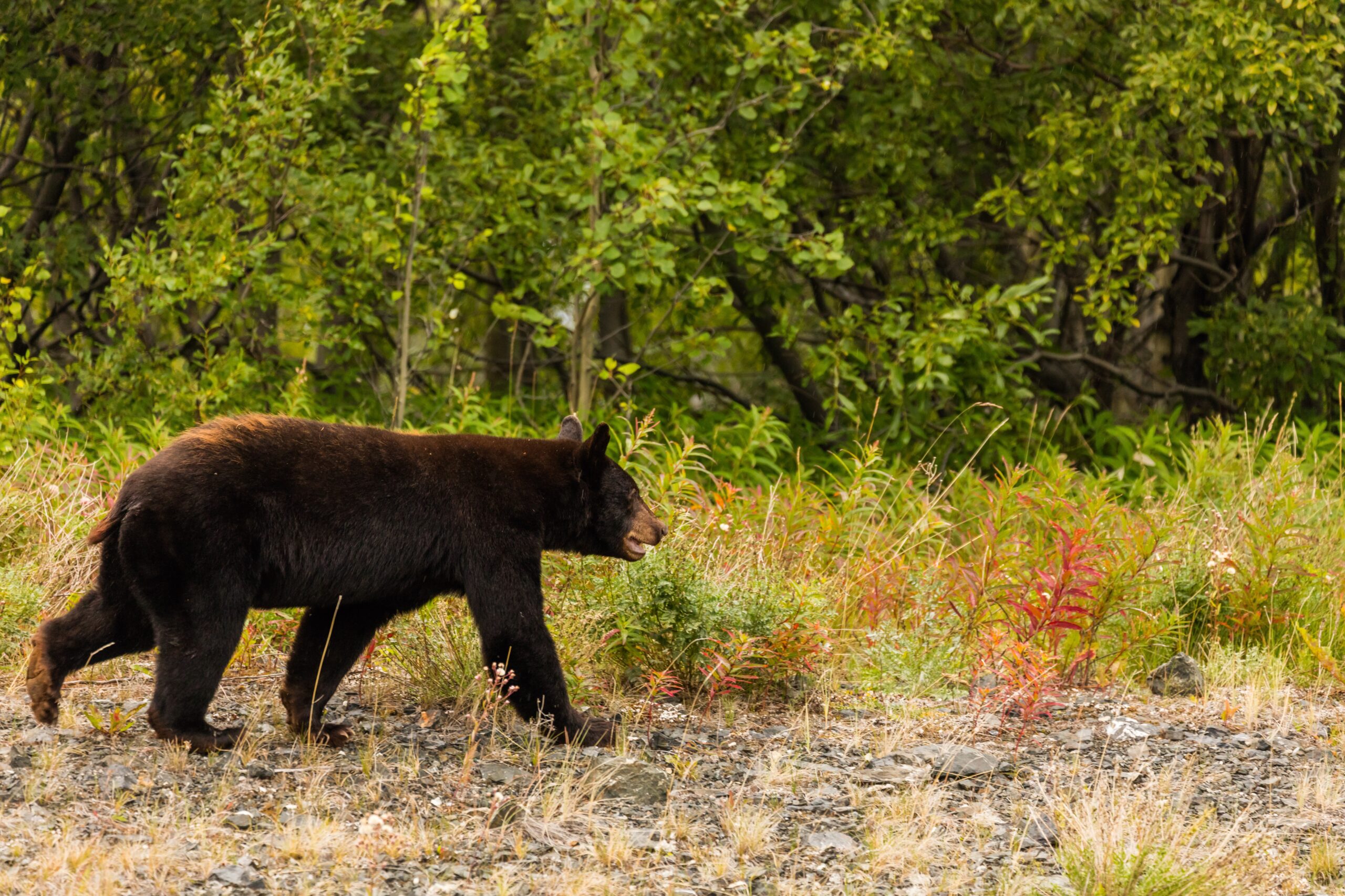 black bear black bear in woods