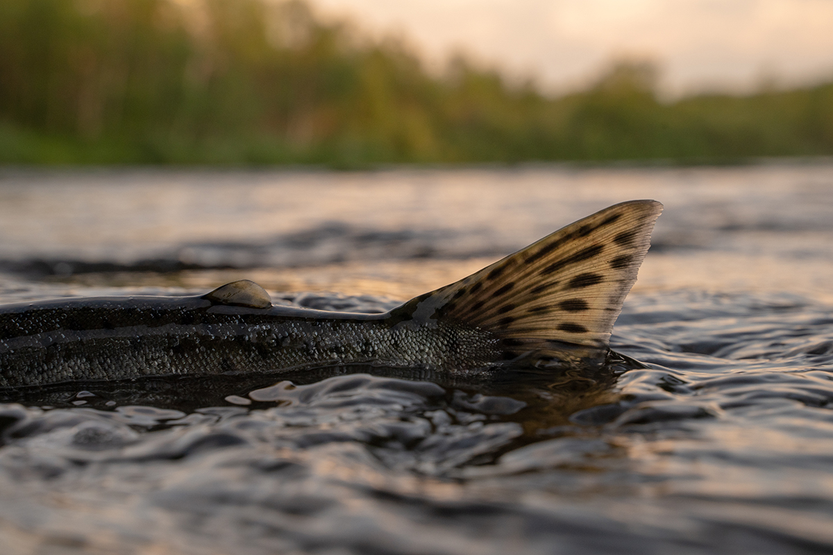 The,Beautiful,Tail,Of,Pink,Salmon,Is,Visible,From,River chinook salmon