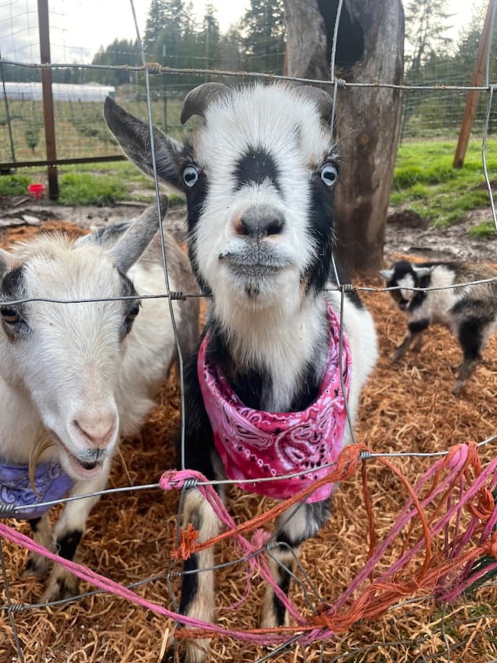 goats!