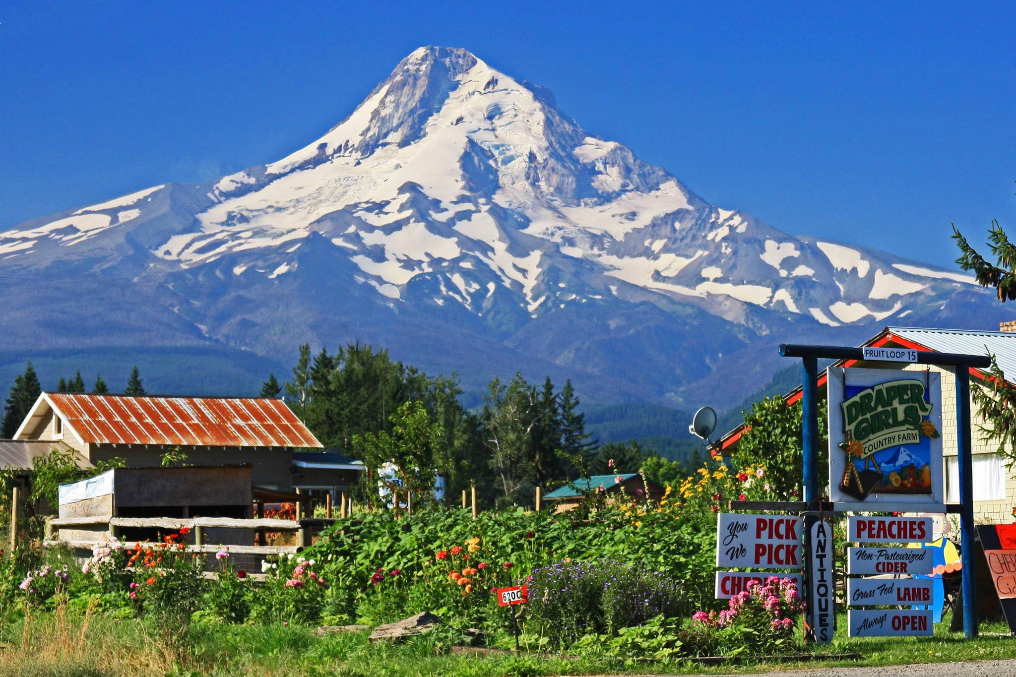 Visit The Incredible Farm In Oregon Where You Can Pick Buckets Of Juicy Berries