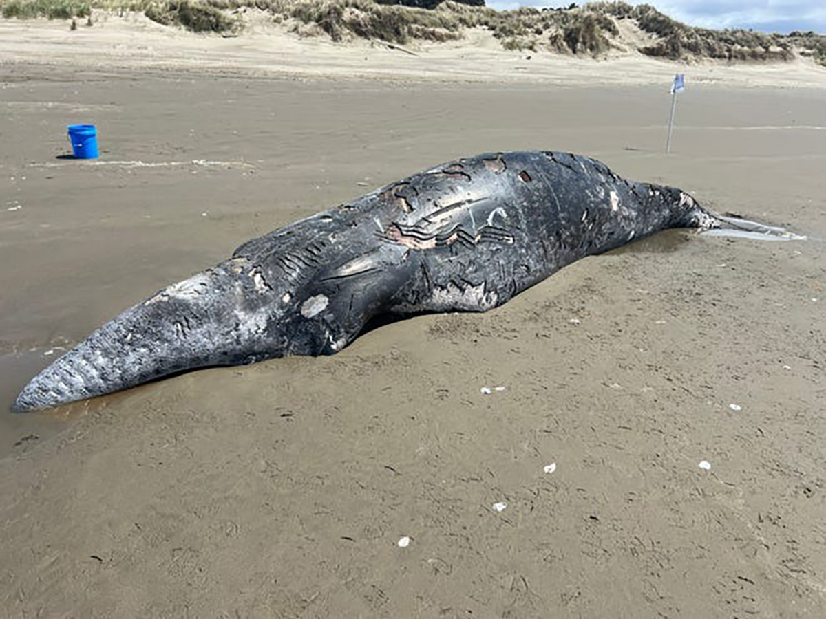 73628133007-img-8909 dead whale oregon baech