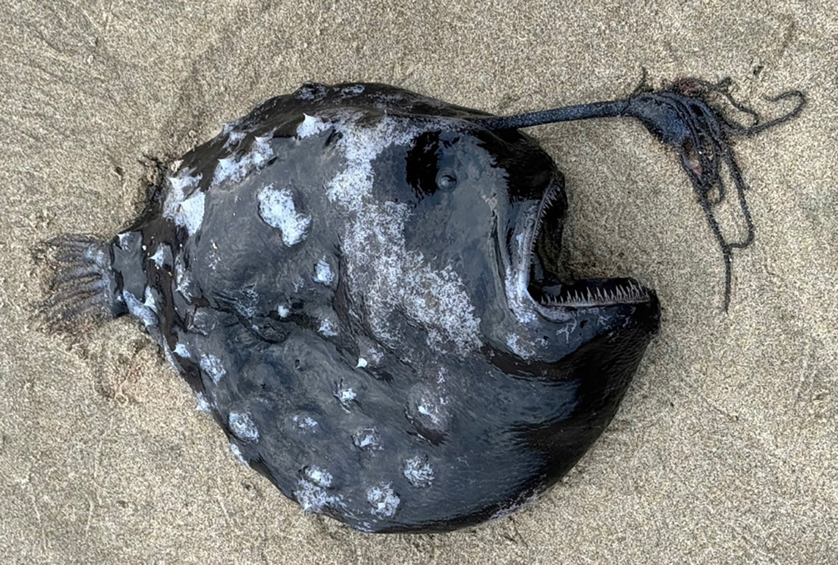 aqu_football_fish1 rare fish oregon coast