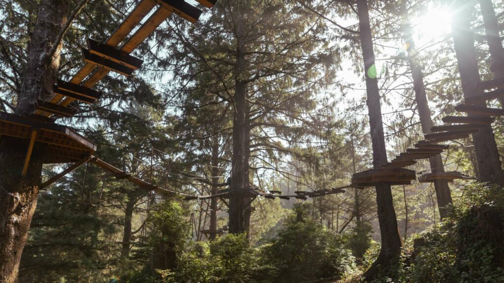 Platforms, bridges, and aerial elements in towering coastal spruce trees at Salishan Aerial Park.