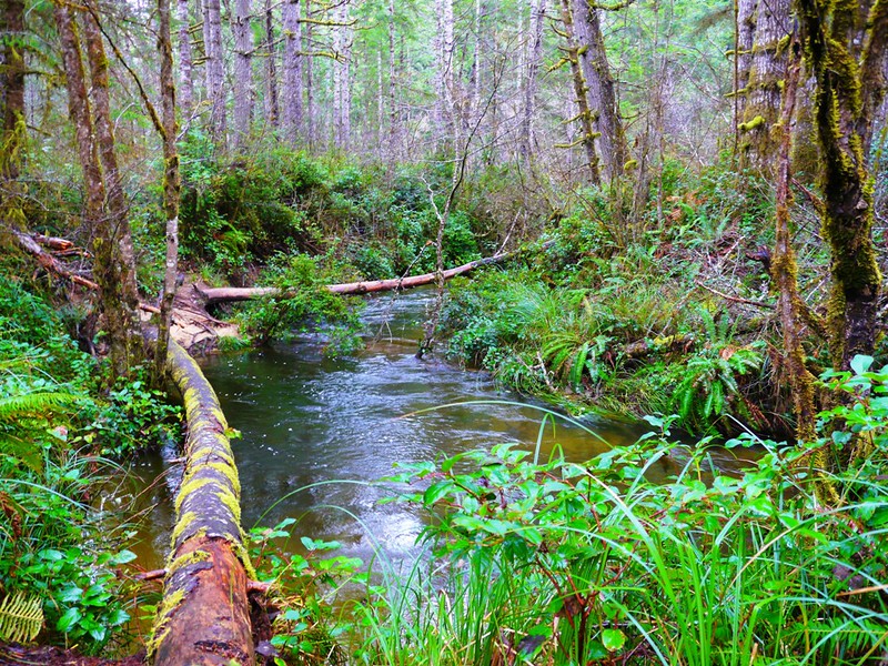 Eel Creek at Eel Lake Day Use Area at Tugman State Park. The creek has downed logs across it, and is surrounded by lush green foliage and trees. It's very pretty.