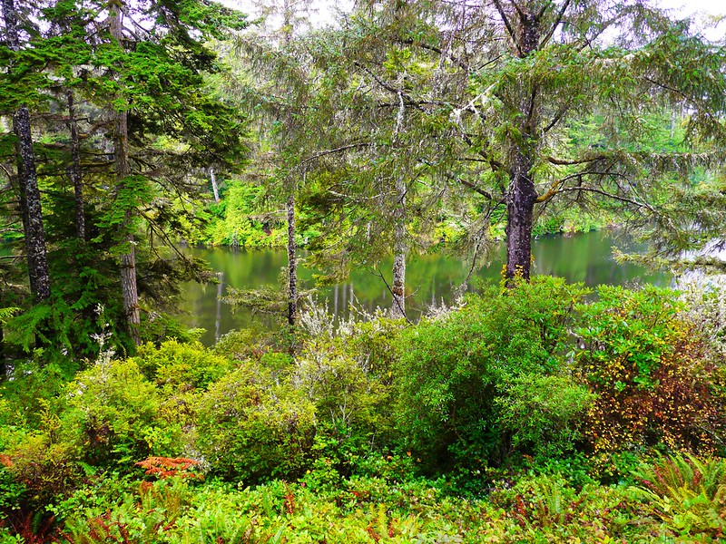 View from the campground and cabins at Lake Marie. The lake is surrounded by lush, dense green vegetation, shrubbery and trees. It's really a pretty sight.